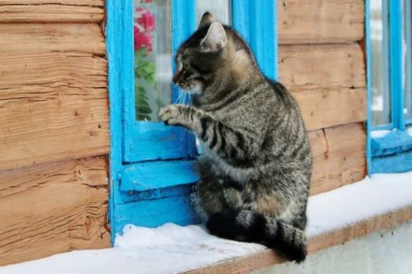 Ссылки на даркнет сайты
